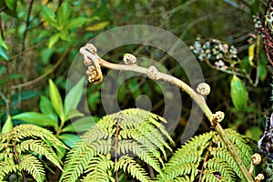 Unwinding fern leaves in Juan Castro Blanco National Park