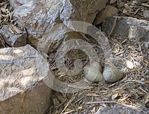 Unwise nesting site for this herring gull, Larus argentatus, bird nest. Next to busy path. With eggs.