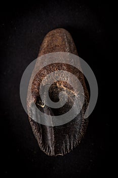 Unworn Triceratops Tooth fossil with root on black background