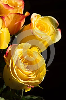 Unwrapped yellow rose on the black background