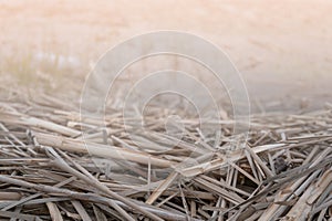 Unwrought dried reed on the lake shore background