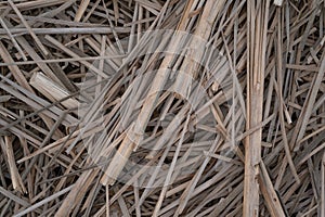 Unwrought dried reed on the lake shore background