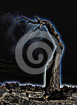 This is a dead Populus euphratica tree