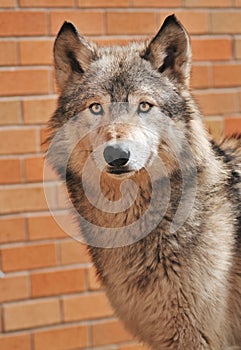 Up Against a Wall Timber Wolf