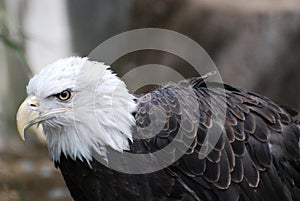 Up Close with a Bald Eagle