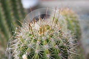 Up close cactus