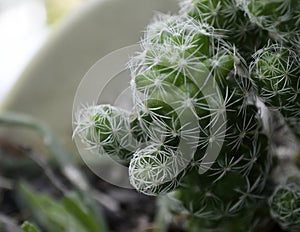 Up close cactus plant in pot
