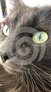 Up close charcoal cat