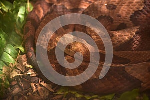 Up Close with a Coiled Up Copperhead Snake