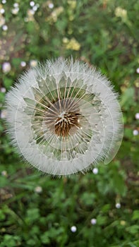 Blowing Dandelion Wishes