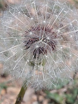 Dandelion