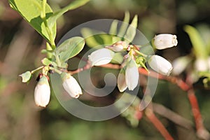 Up close flowering limb of a blueberry bush