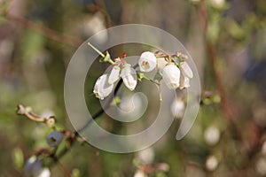 Up close flowering limb of a blueberry bush