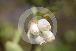 Up close flowering limb of a blueberry bush