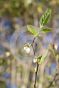 Up close flowering limb of a blueberry bush