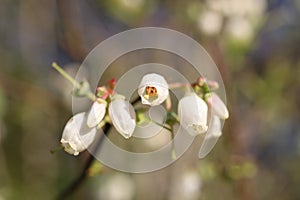 Up close flowering limb of a blueberry bush