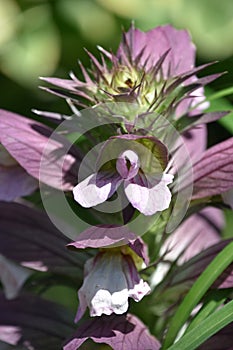 Up Close with a Flowering Turtlehead Blossom