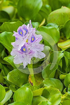 Up close on flowering Water Hyacinth Eichhornia Crassipes plant