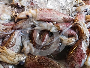 Up close a fresh squid with ice for sell at wet market