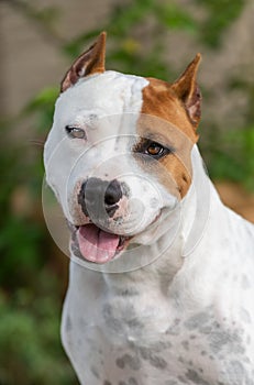 Up close head shot of a white and red American Staffordshire terrier dog