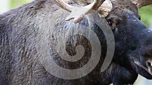 Up-close image of the moose with its big antlers