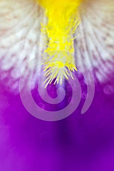 Up Close on an Iris Stamen