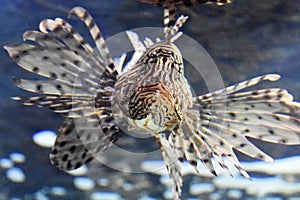 Up Close Look at the Face of a Butterfly Cod