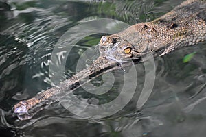 Up Close Look at a Gavial Crocodile in the Water