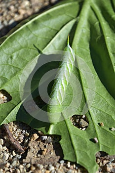 Up Close Look at a Tomato Hornworm on a Leaf