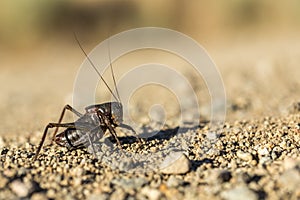 Up close macro black mormon cricket on sandy desert ground