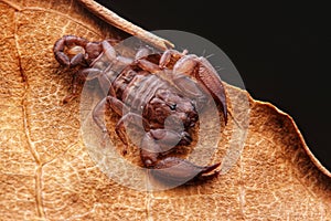 Up close macro image of scorpion on brown leaf