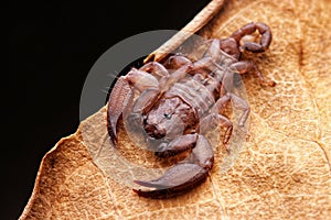 Up close macro image of scorpion on brown leaf