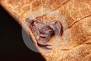 Up close macro image of scorpion on brown leaf