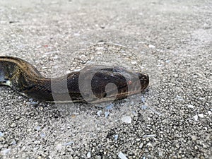 up close a macro photography of Reticulated Python Snake on the road with selective focus.