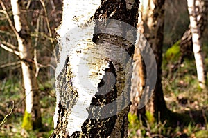 Birch Trees In a Forest  Close