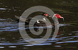 Up close with Mr & Mrs Muscovy Duck