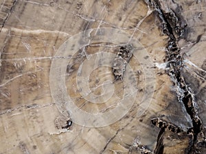 Up Close Patterns of Petrified Wood