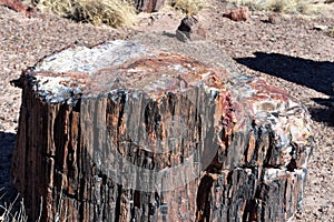 Up Close and Personal Look at a Petrified Log