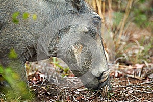 Up close and personal with a warthog. a warthog in its natural habitat, South Africa.