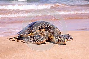 Up close photo of a green turtle on a Kamaole Beach III, Maui Hawaii.