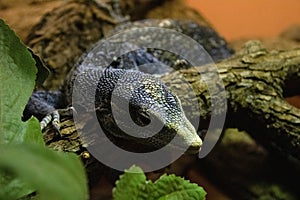 Up close photo of lizard