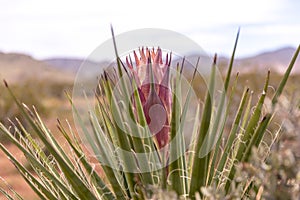 Up close photo of a Mojave Yucca flower ready to bloom. photo