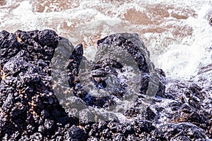 Up close photo on stripped shore crab sitting on a black lava rock