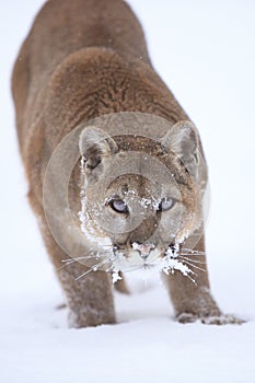 Up close photograph of mountain lion