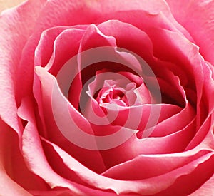 Up Close Pink Rose