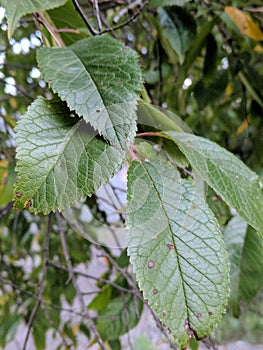 Up close plum tree leaves