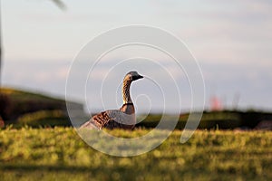 Up close portrait of Hawaiian Nene Goose