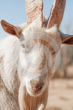 Up Close Portrait of Saanen Goat