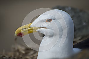 Up close portrait of a Seagull