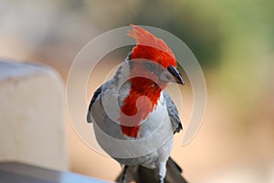 Up Close Red Crested Cardinal Bird with a Breadcrumb photo